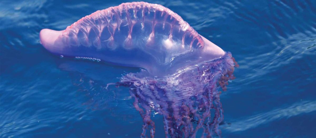 Морское существо 8 букв