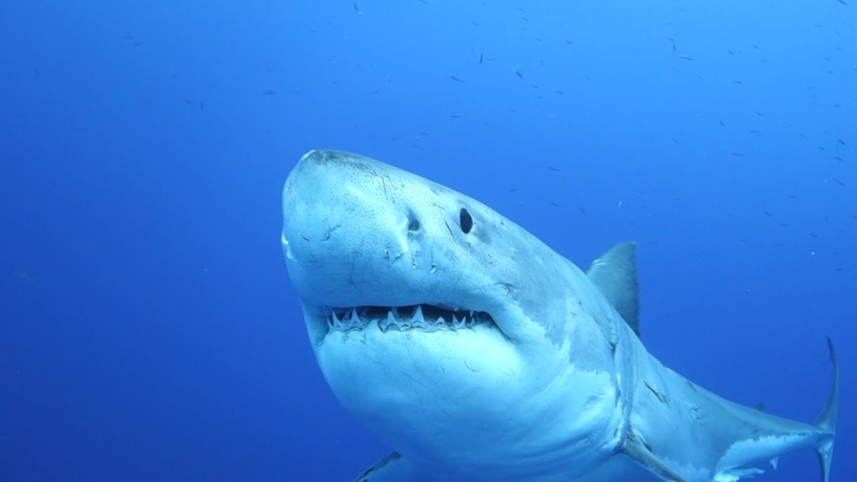 Кого боятся акулы