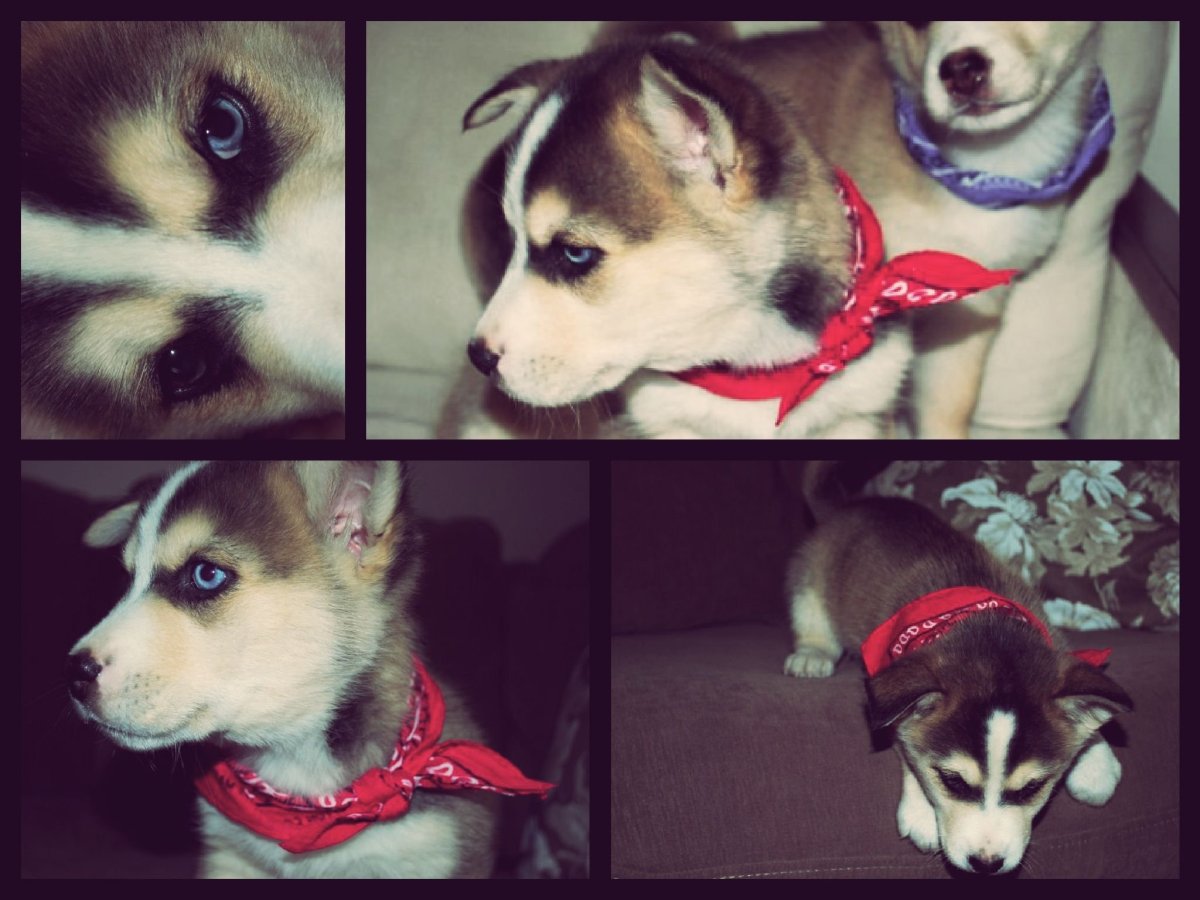 Лабрадор и хаски