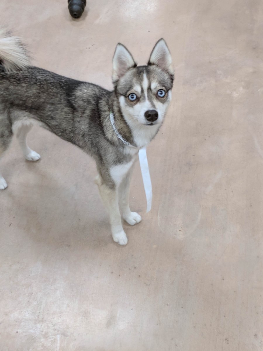 Помеси собак разных пород