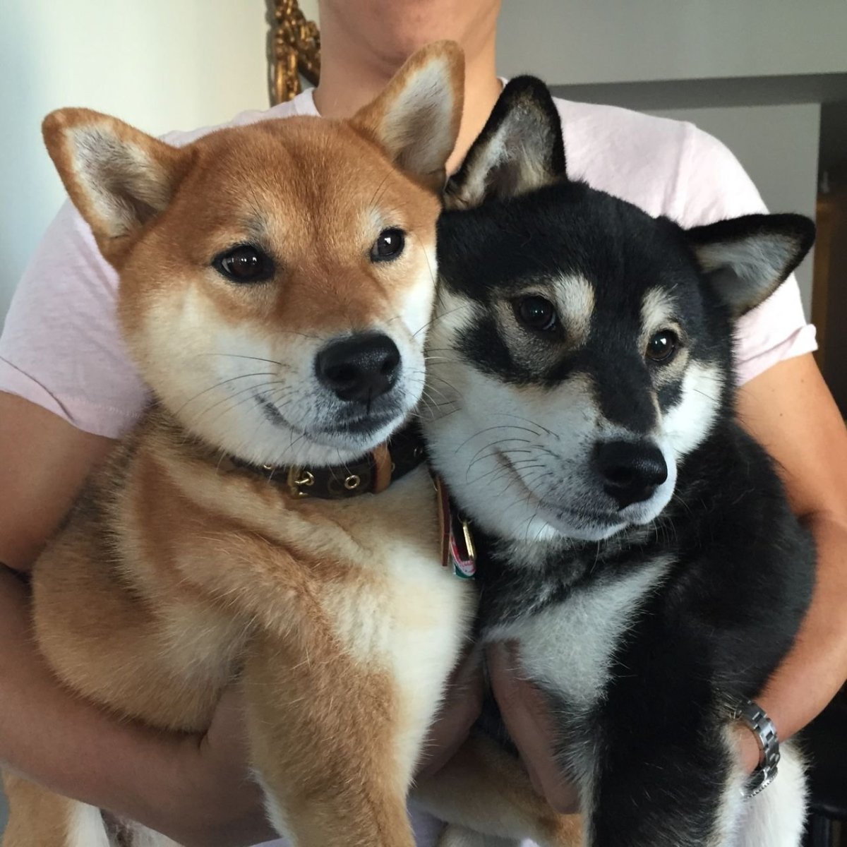 Скрещивание хаски и питбуля