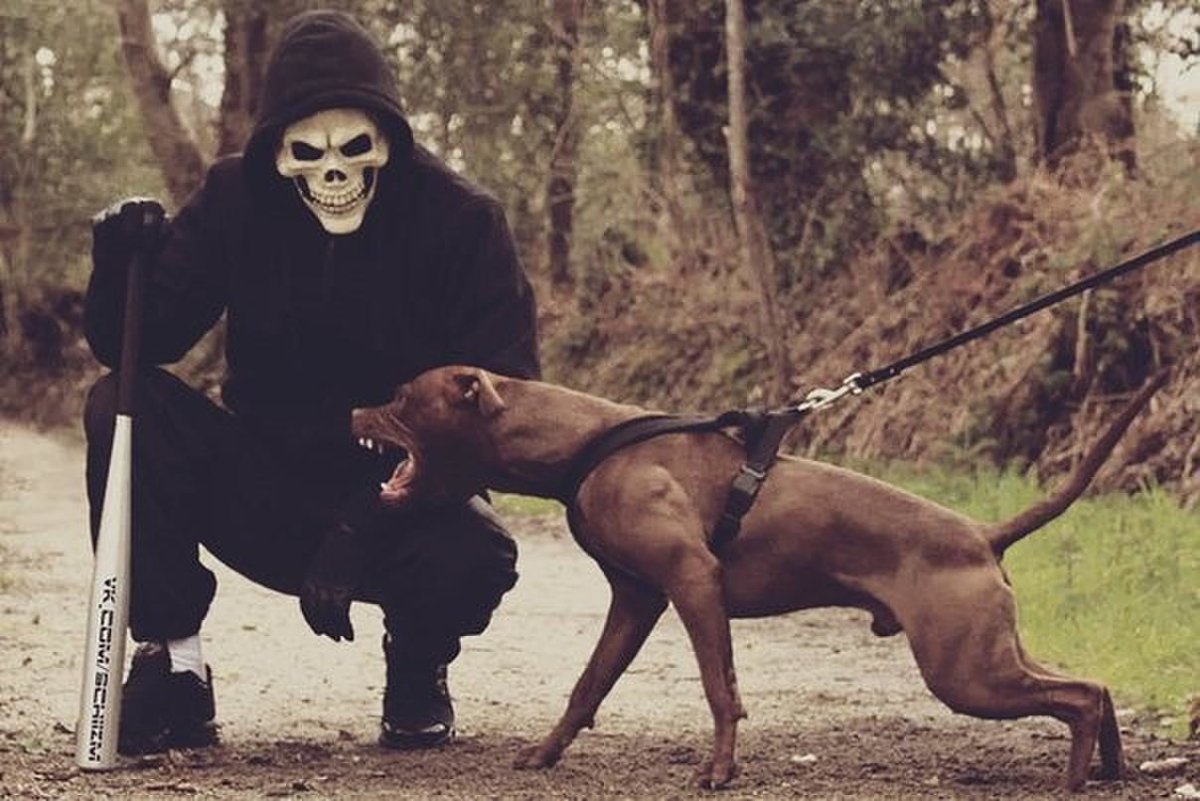 Бандит с питбулем