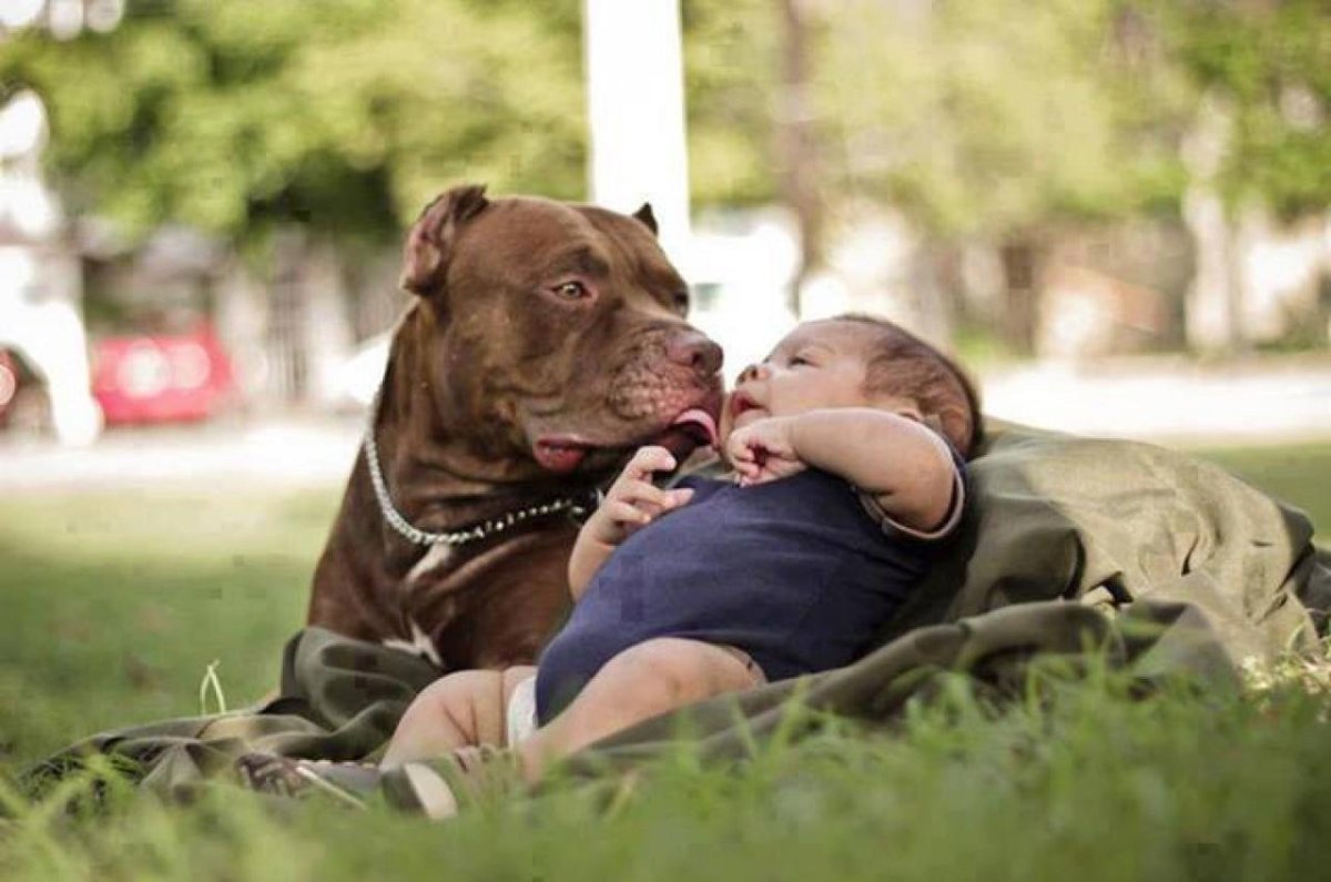 Американский питбультерьер и дети
