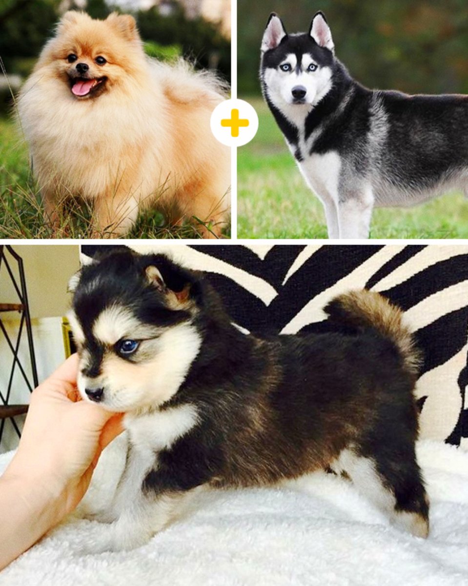 Папильон альбинос