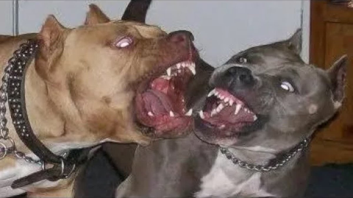 Амстафф против бультерьера