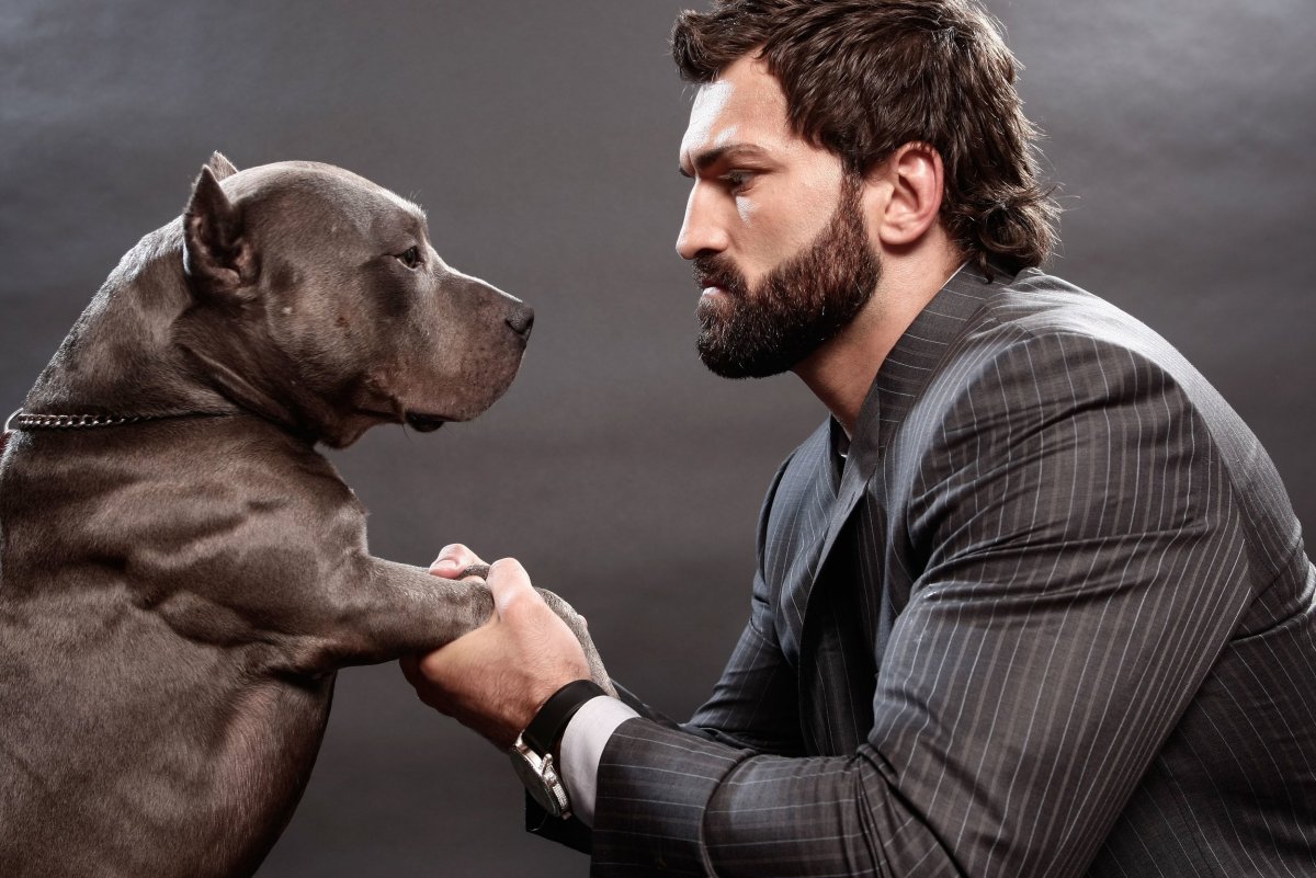 Андрей Арловский питбуль