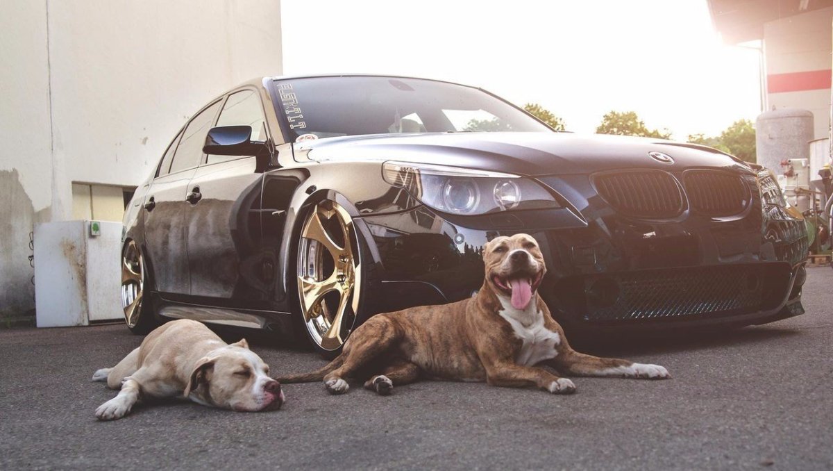 Обвес питбуль м5