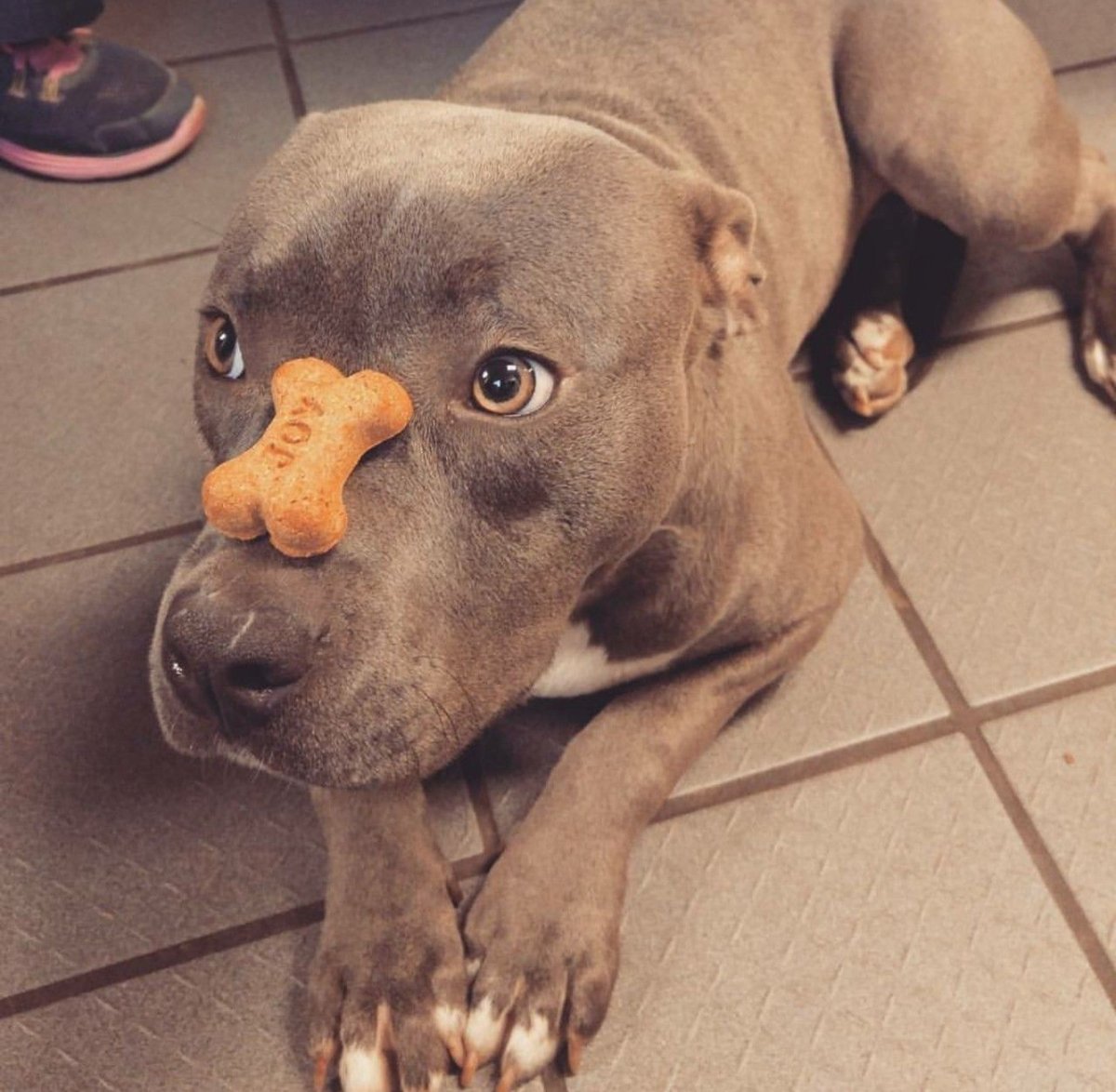 Сохраненки с питбулями