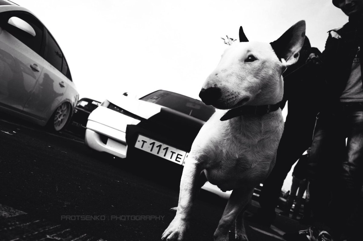 Бультерьер и автомобиль