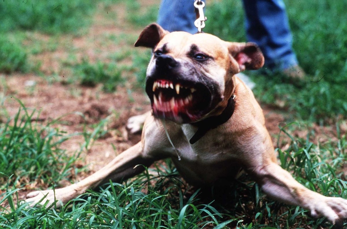 Стаффордширский терьер загрыз