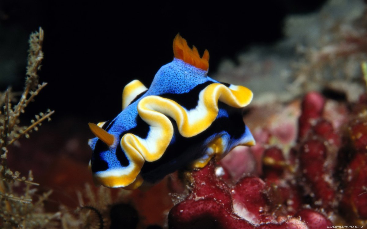 Подводный мир морской конек