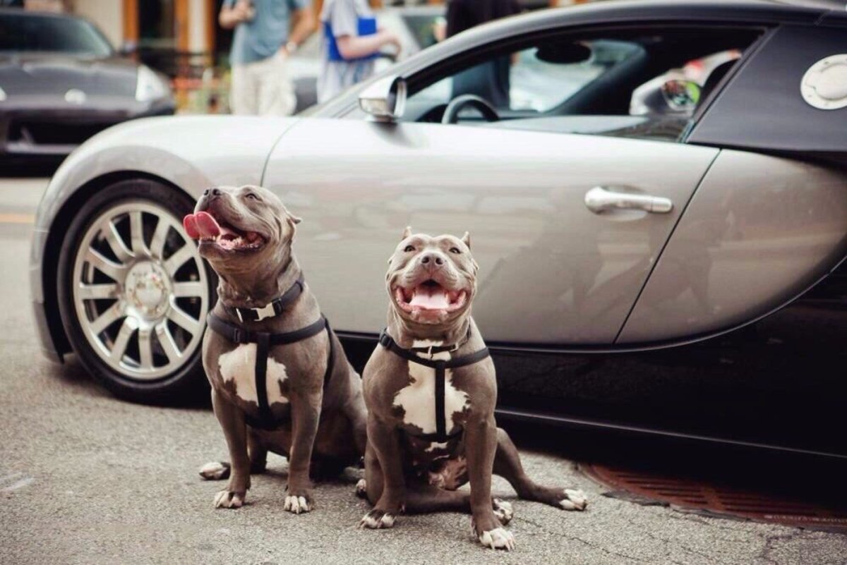 БМВ С питбулем