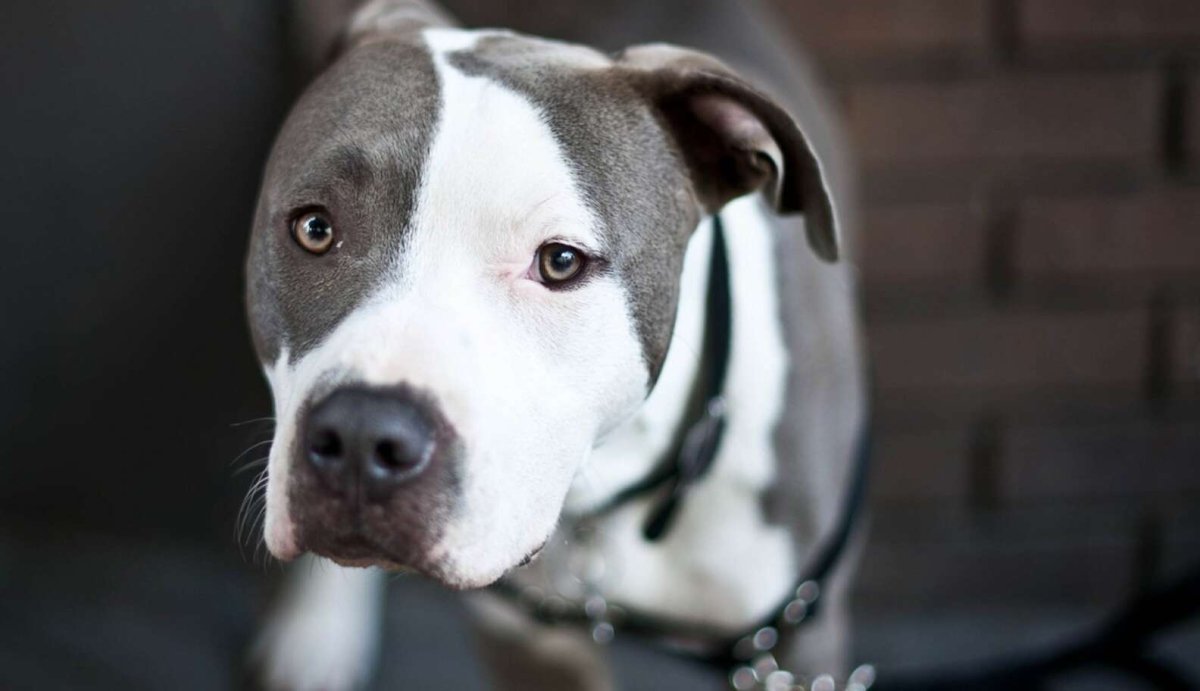 Курцхаар стаффордширский терьер