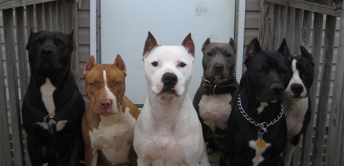 Стаффордширский терьер стая