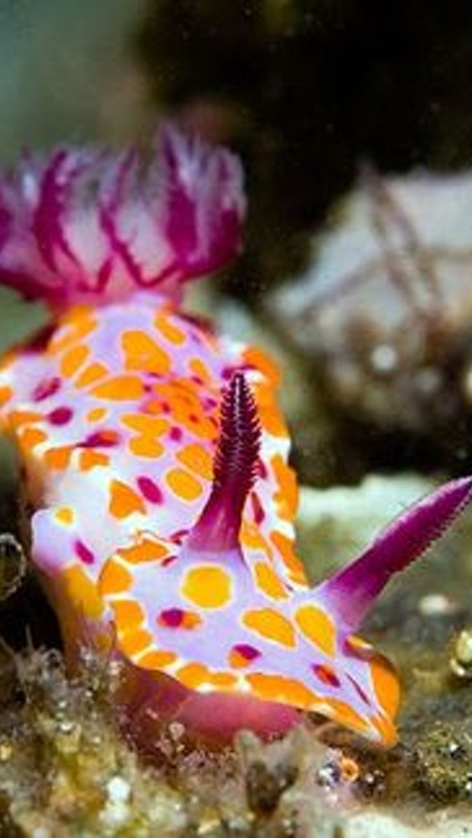 Самые красивые морские жители