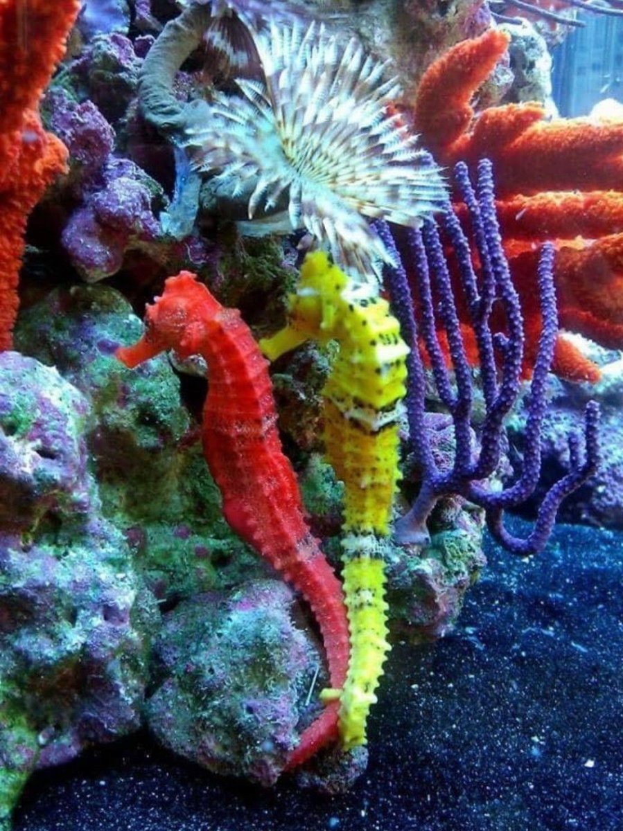 Красивые морские животные