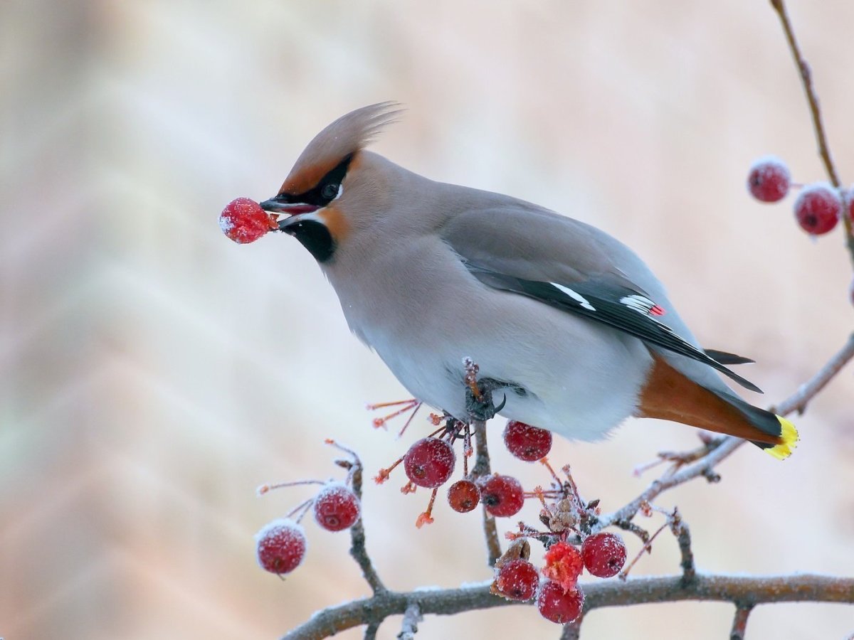 Хохлатая Пичуга