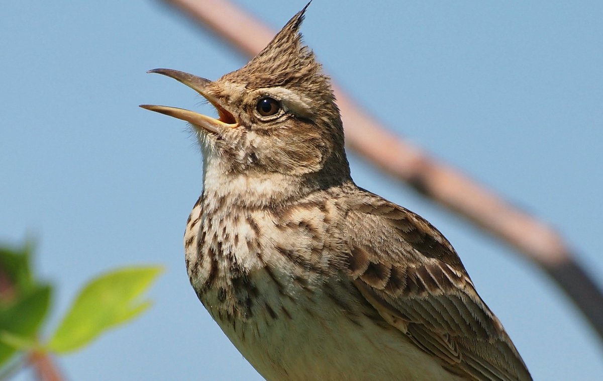 Дрозд свиристель Крымский