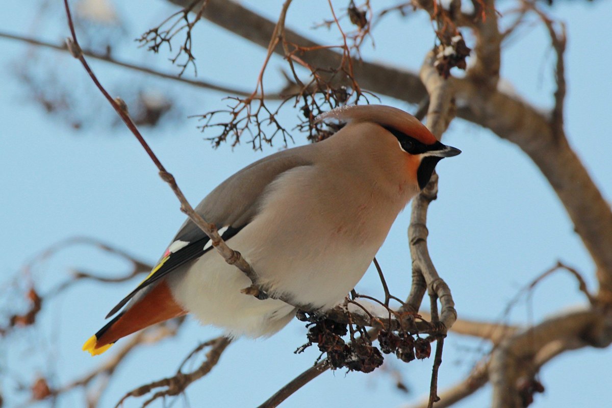 Птичка свиристель