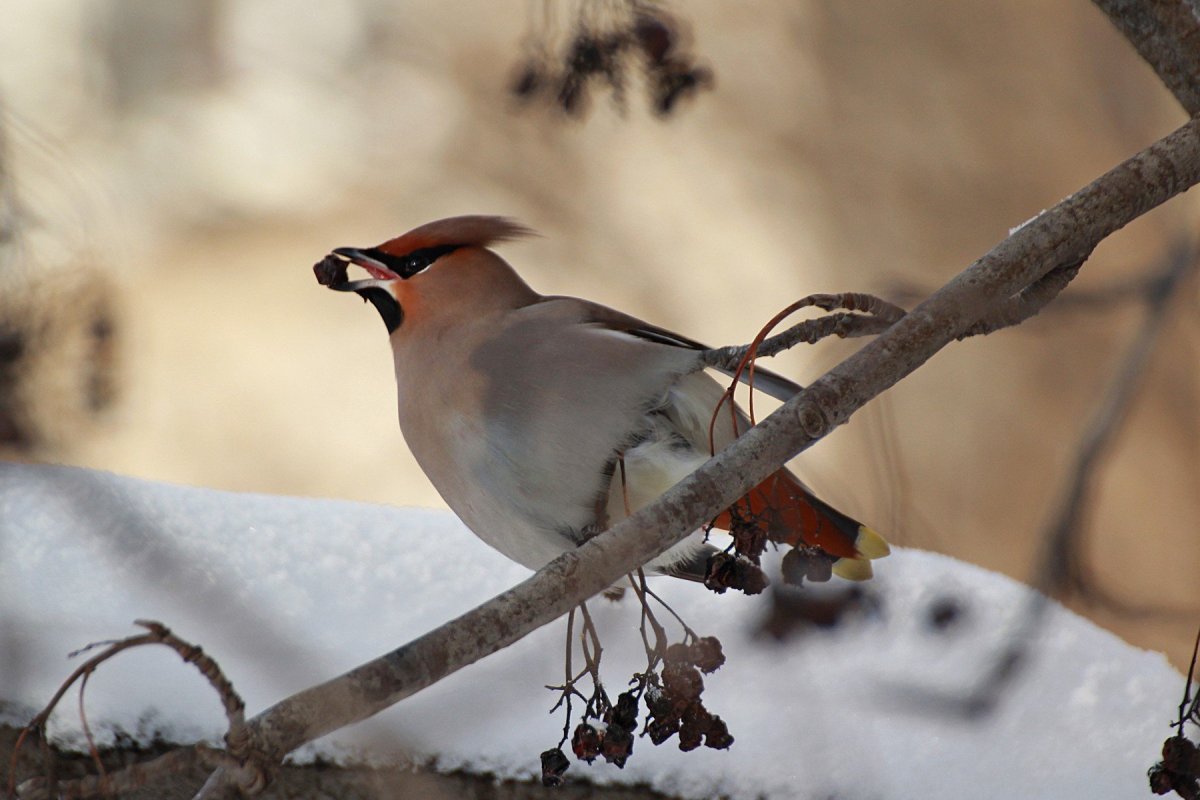 Удод Дальневосточный