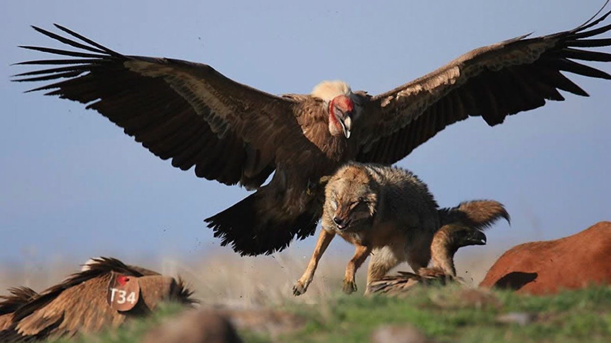 Стервятник в пустыне