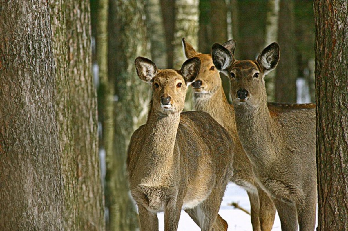 Животные Подмосковья