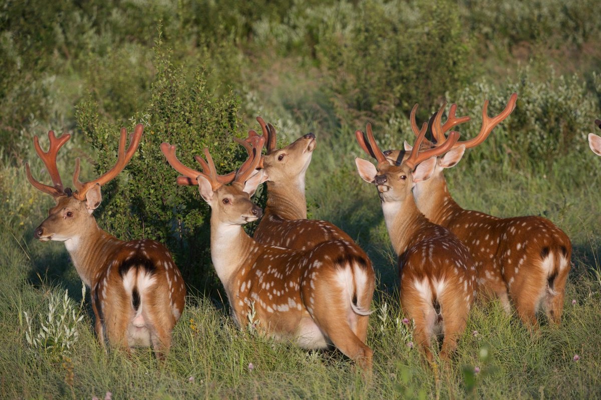 Пятнистый олень Приморский край