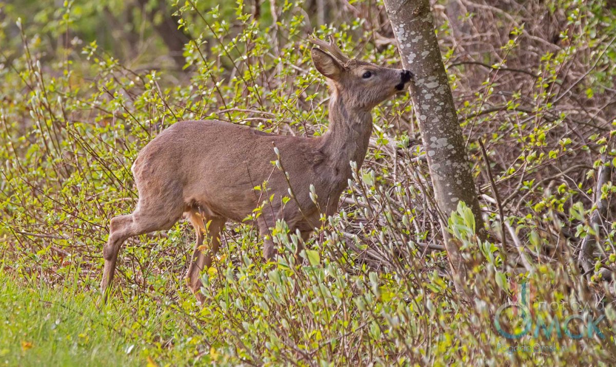Сибирская косуля capreolus pygargus
