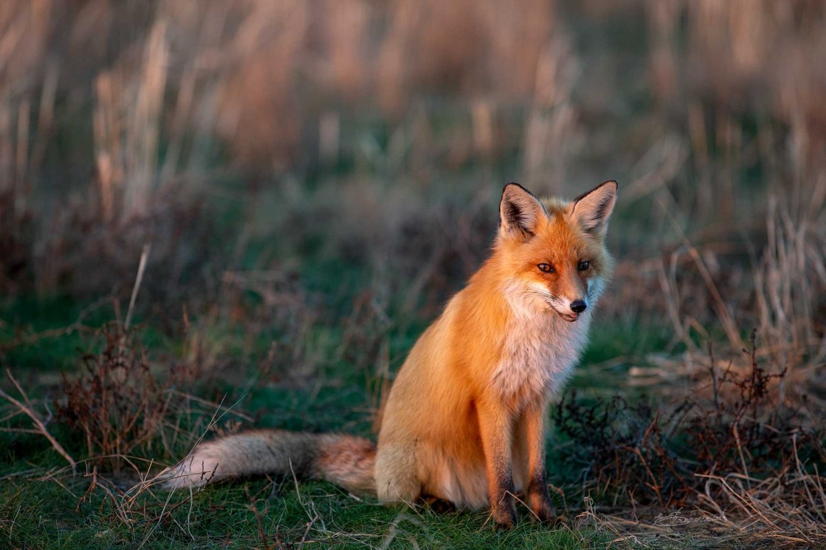 Лисица Астраханского заповедника