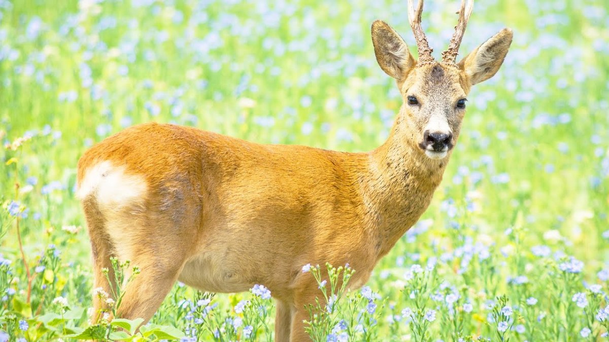 Сибирская косуля capreolus pygargus