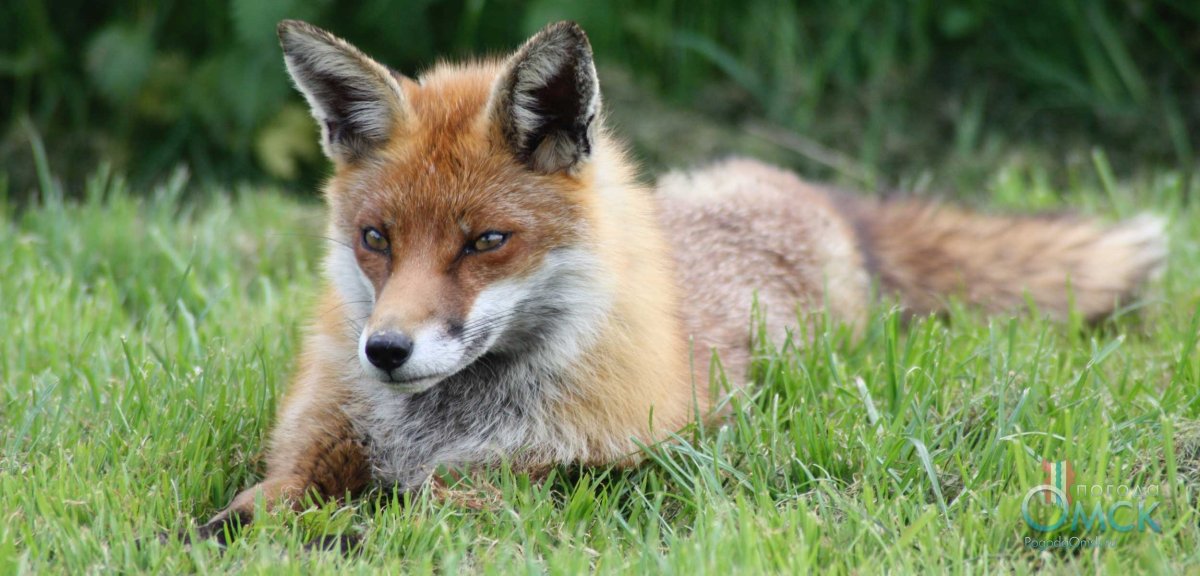 Обыкновенная лисица