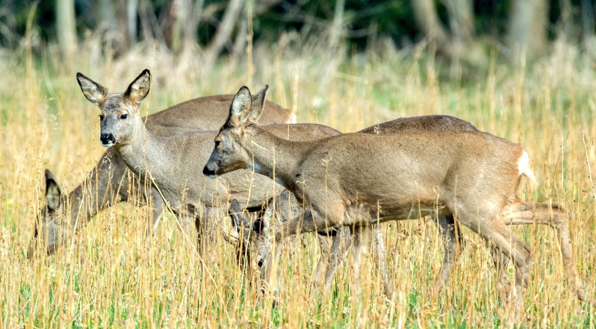 Косуля Волгоградской области