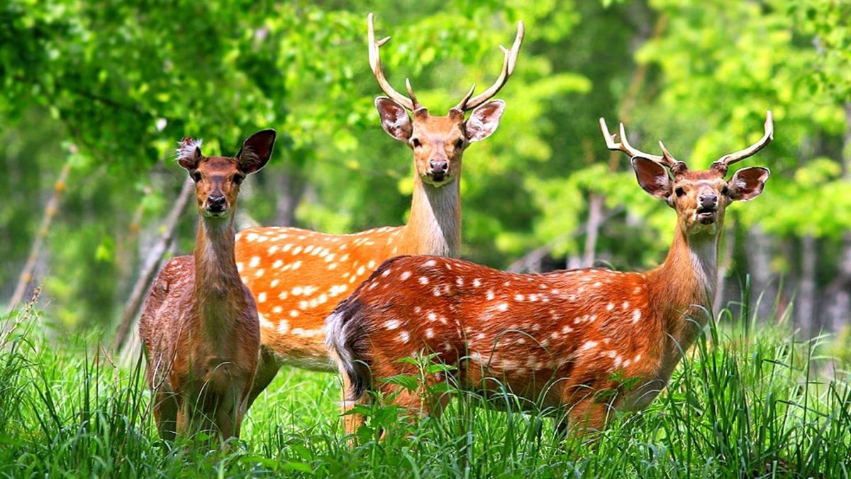 Лазовский заповедник пятнистый олень