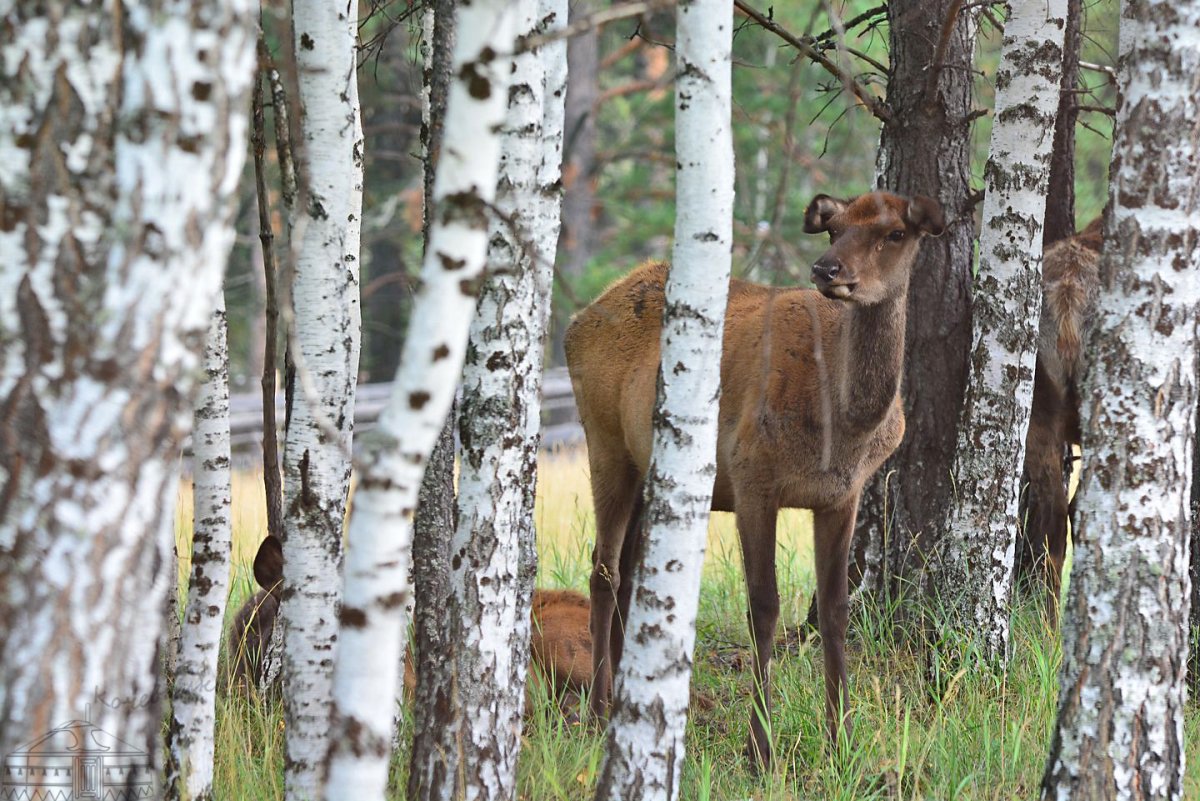 Животный мир Поволжья