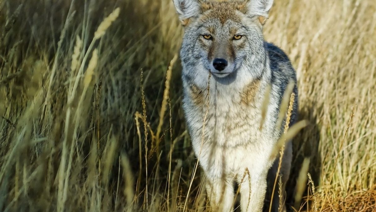 Животные степи Степной волк