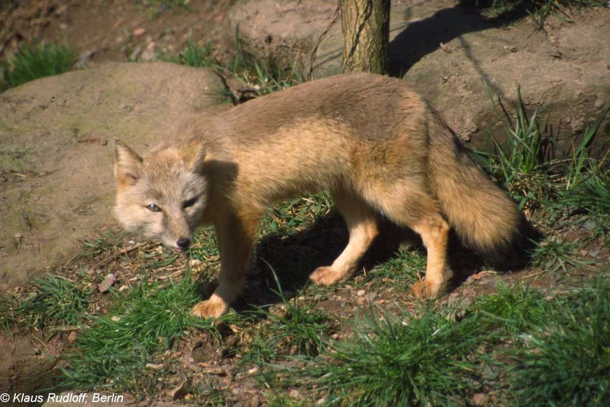 Корсак в НСО