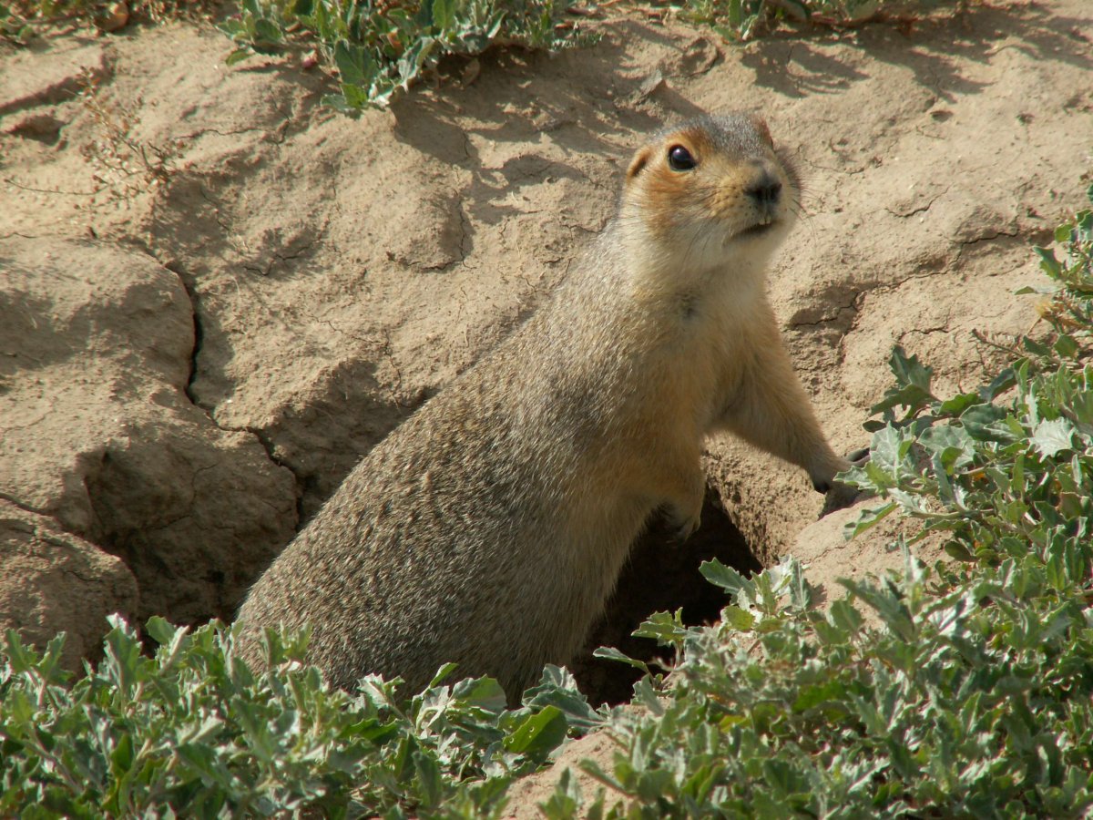 Национальный парк «Хвалынский» животнеы