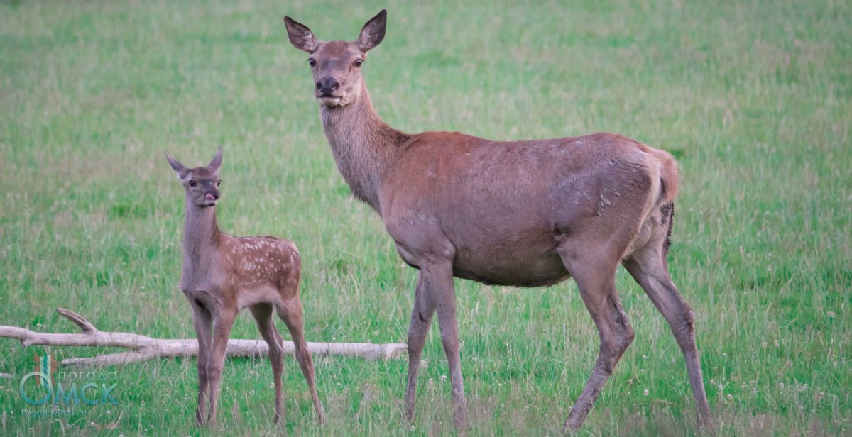 Косуля Оренбургской области