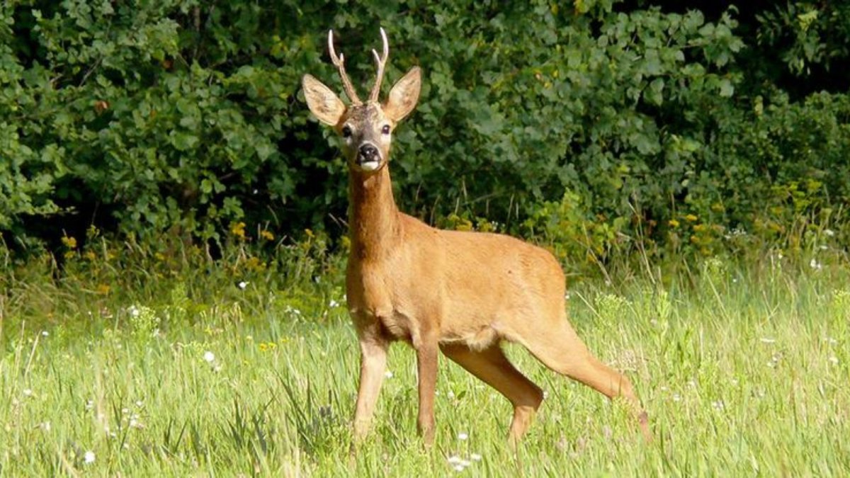 Приднестровья косуля