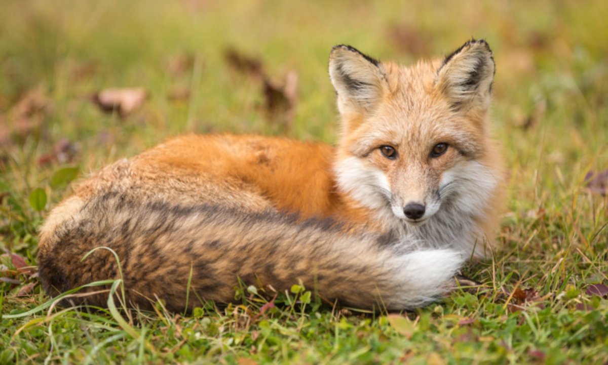 Животный мир Чувашии