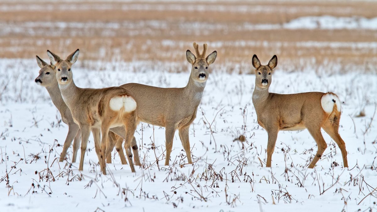 Косуля Сибирская самка