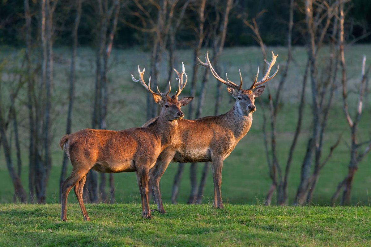 Благородные олени Самарской области