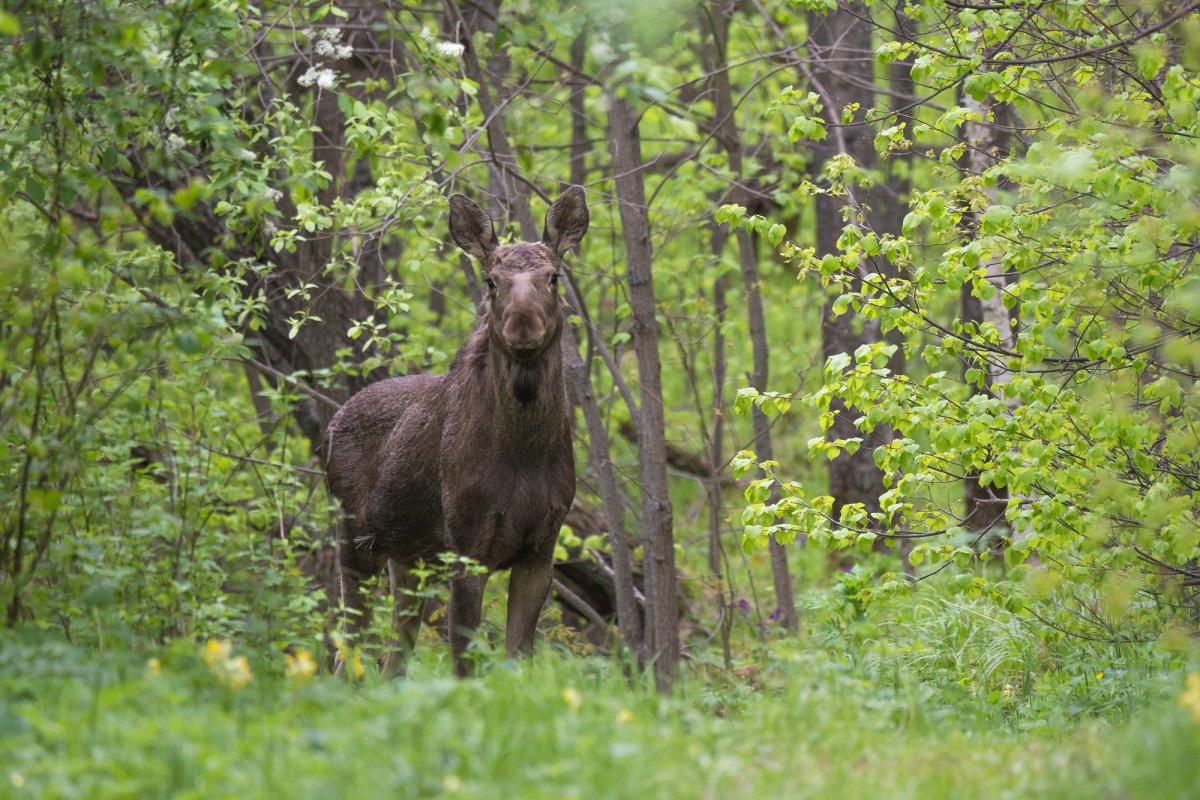 Южно-Уральский государственный природный заповедник животные