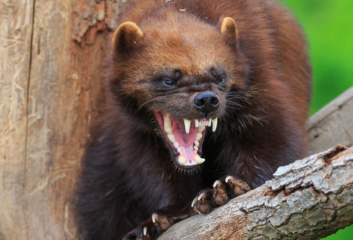 Росомаха в тайге