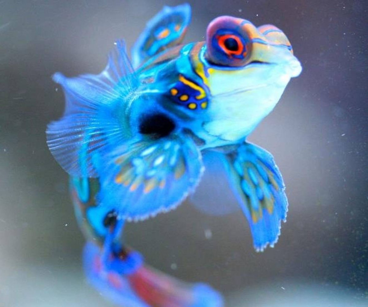 Рыбка мандарин