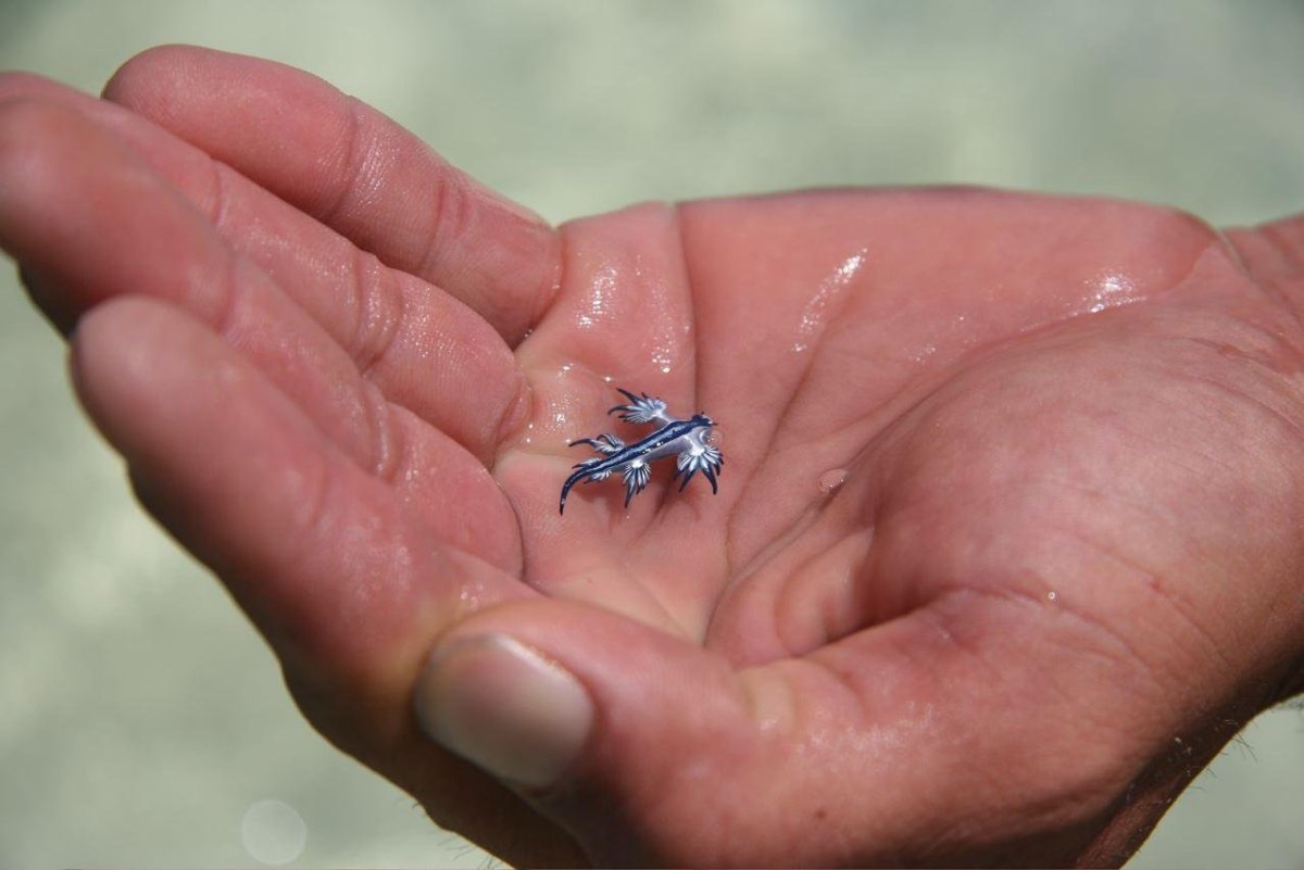 Glaucus Atlanticus голубой дракон