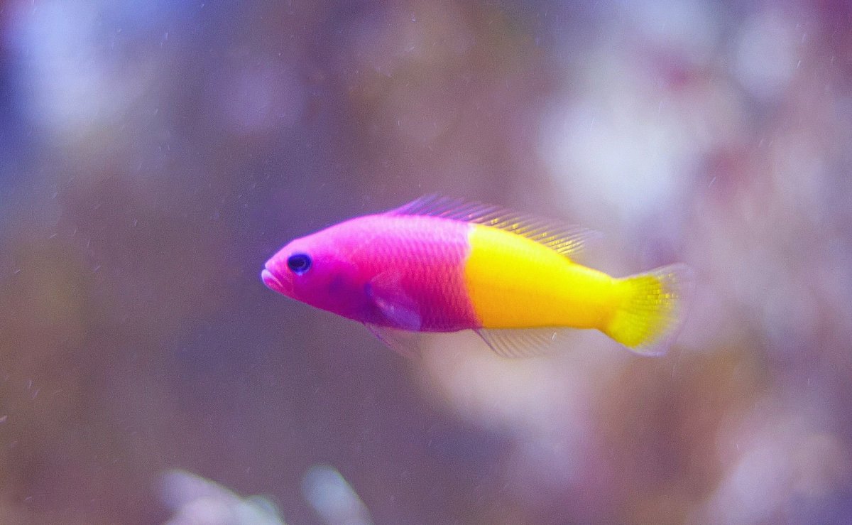 Псевдохромис Королевский