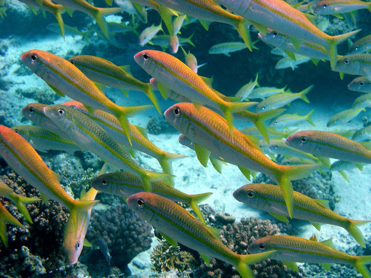 Костные рыбы лучеперые