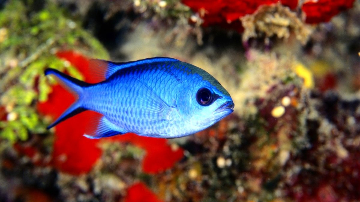 Хельман рыбка