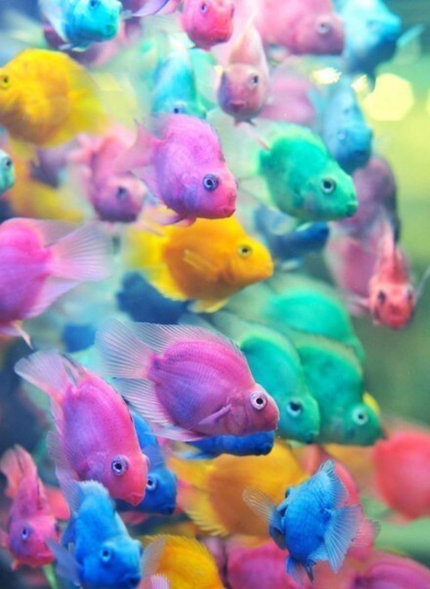 Аквариумные рыбки попугайчики